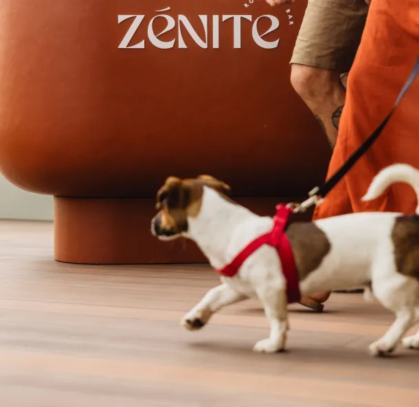 Rooftop Bar Pet-friendly
